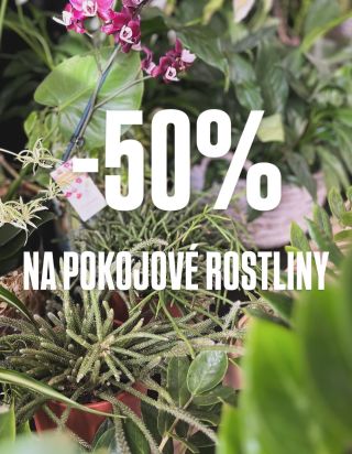 Sleva 50% na pokojové rostliny!🪴🪴🪴 #matflowersdesign #pokojoverostliny #sleva #pokojovky #kytka #kytky #kvetinarstvi